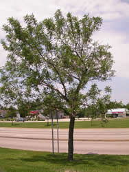 failing ash tree